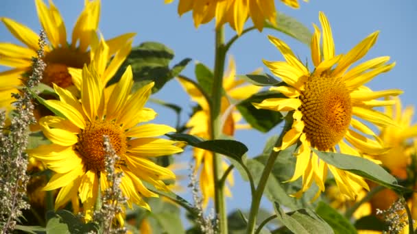 Campo Infinito Pieno Girasoli Gialli Nella Soleggiata Giornata Estiva Vista — Video Stock