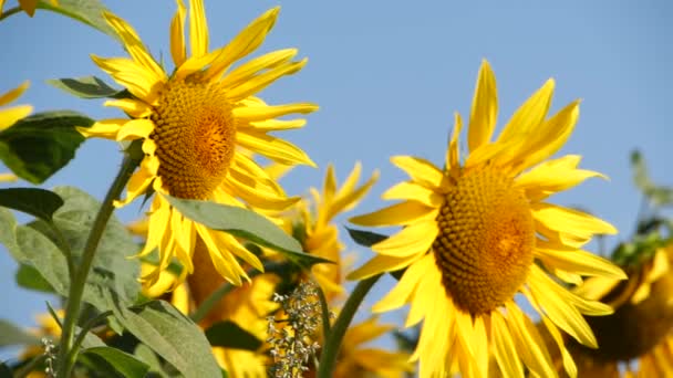 晴れた夏の日には黄色のひまわりでいっぱいの無限のフィールド 開花時のひまわり畑の鳥ビュー — ストック動画