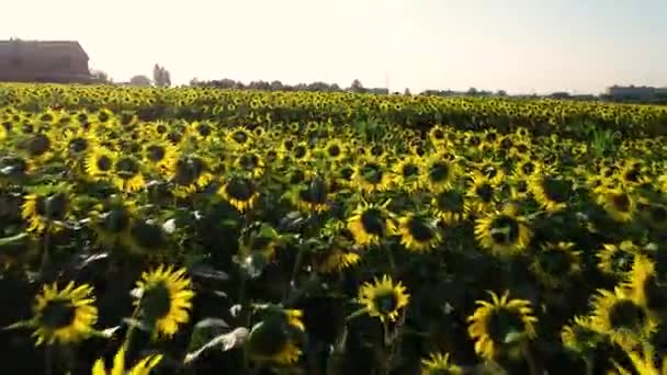Widok Lotu Ptaka Nieskończone Pole Pełne Żółtych Słoneczników Słoneczny Letni — Wideo stockowe