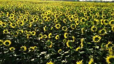 Ayçiçeği tarlasının havadan görünüşü. Güneşli yaz gününde sarı ayçiçekleriyle dolu sonsuz bir alan. Ayçiçeği tarlasının kuş bakışı.