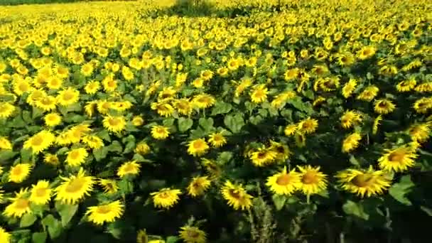 Vista Aérea Del Campo Girasol Campo Infinito Lleno Girasoles Amarillos — Vídeo de stock