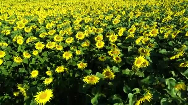 Vista Aerea Del Campo Girasole Campo Infinito Pieno Girasoli Gialli — Video Stock