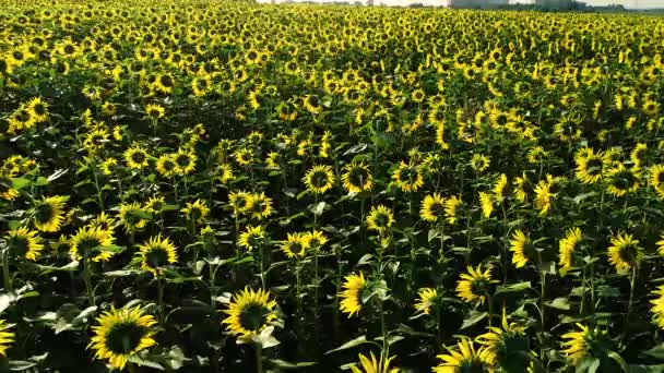 Flygfoto Över Solrosfält Oändligt Fält Fullt Gula Solrosor Solig Sommardag — Stockvideo