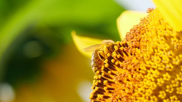 Κοντινή Άποψη Του Κίτρινου Ηλίανθου Και Χαριτωμένο Μέλισσα Συλλογή Νέκταρ — Φωτογραφία Αρχείου