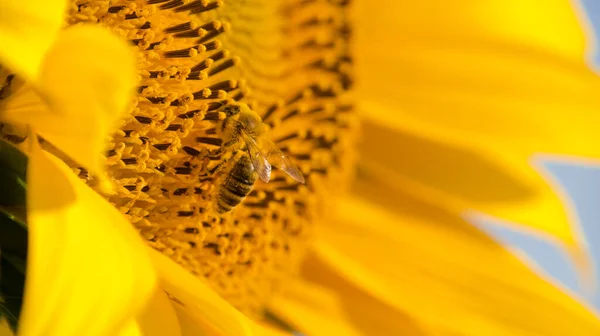 Close up view of yellow sunflower and cute bee collecting nectar and pollen from sunflower. Macro footage of bee covered with pollen.