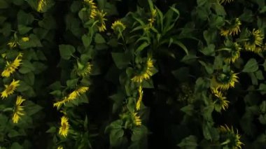 Ayçiçeği tarlasının havadan görünüşü. Güneşli yaz gününde sarı ayçiçekleriyle dolu sonsuz bir alan. Ayçiçeği tarlasının kuş bakışı.