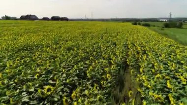 Ayçiçeği tarlasının havadan görünüşü. Güneşli yaz gününde sarı ayçiçekleriyle dolu sonsuz bir alan. Ayçiçeği tarlasının kuş bakışı.
