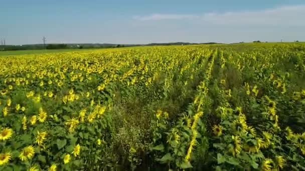 Vista Aerea Del Campo Girasole Campo Infinito Pieno Girasoli Gialli — Video Stock