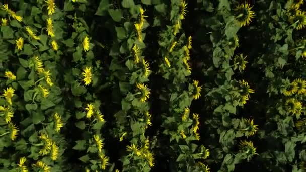 Bovenaanzicht Vanuit Lucht Het Zonnebloemveld Oneindige Weide Vol Gele Zonnebloemen — Stockvideo