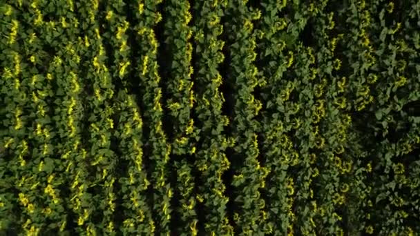 Vista Aérea Del Campo Girasol Campo Infinito Lleno Girasoles Amarillos — Vídeo de stock