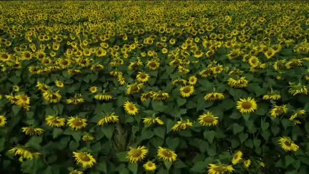 Flygfoto Över Solrosfält Oändligt Fält Fullt Gula Solrosor Solig Sommardag — Stockvideo