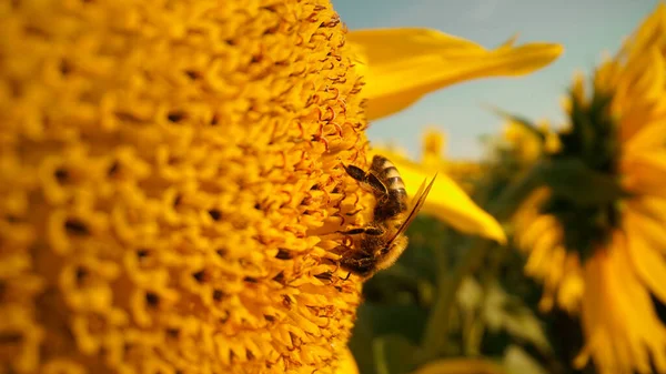 Close View Honey Bee Collecting Nectar Pollen Yellow Sunflower Macro — Stock Photo, Image