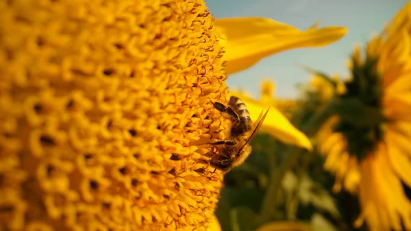 Vista Perto Mel Abelha Coletando Néctar Pólen Girassol Amarelo Macro — Fotografia de Stock