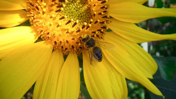 Close View Honey Bee Collecting Nectar Pollen Yellow Sunflower Macro — Stock Photo, Image