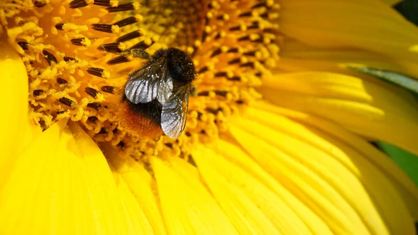 Vue Rapprochée Bourdon Récoltant Nectar Pollen Tournesol Jaune Images Macro — Photo