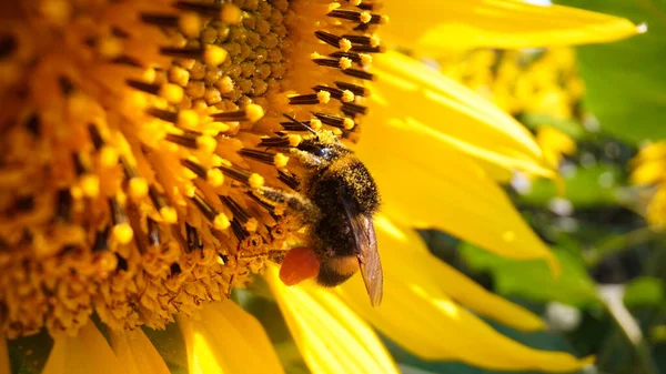 Κοντινή Άποψη Της Μέλισσας Συλλογή Νέκταρ Και Γύρη Από Κίτρινο — Φωτογραφία Αρχείου