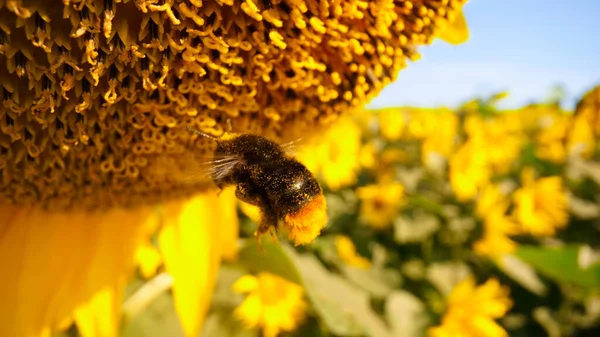 Κοντινή Άποψη Της Ιπτάμενης Μέλισσας Που Συλλέγει Νέκταρ Και Γύρη — Φωτογραφία Αρχείου