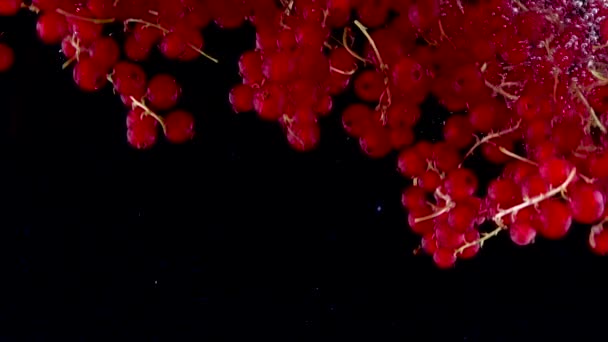 Frutti Ribes Rosso Spruzzi Acqua Sacco Bacche Cadono Lentamente Uno — Video Stock