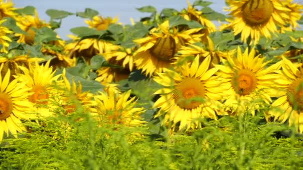 Ηλιότοπος Και Κίτρινος Ηλίανθος Άνθιση Φωτεινό Καλοκαιρινό Βίντεο Ζωντανά Ηλιοτρόπια — Αρχείο Βίντεο