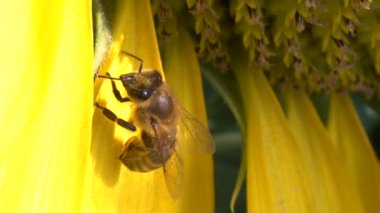 Sarı ayçiçeğinden polen ve polen toplamak için polenle kaplanmış bal arısı. Arının polenle kaplı makro görüntüleri. 