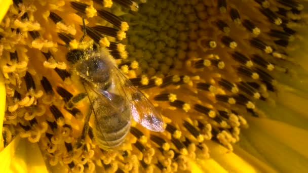Honey Bee Covered Pollen Collecting Nectar Pollen Yellow Sunflower Close — Stock Video
