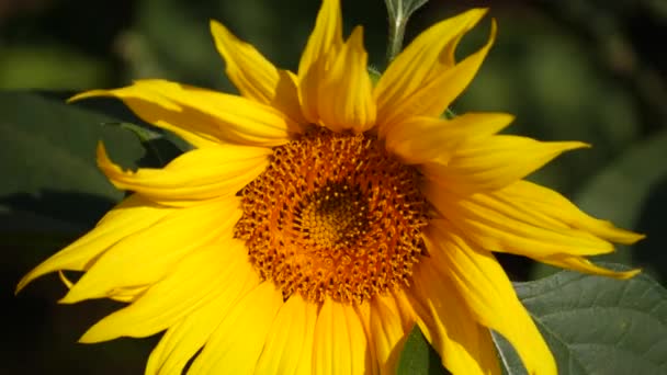 Sunflowers Field Yellow Sunflower Bloom Bright Summer Video Vibrant Sunflowers — Stock Video