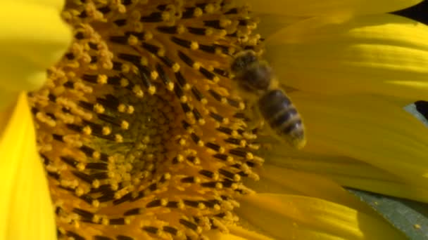 Honingbij Bedekt Met Stuifmeel Verzamelt Nectar Stuifmeel Van Gele Zonnebloem — Stockvideo