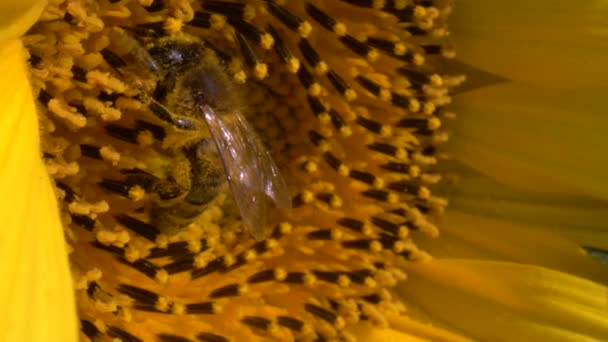 Honey Bee Covered Pollen Collecting Nectar Pollen Yellow Sunflower Close — Stock Video