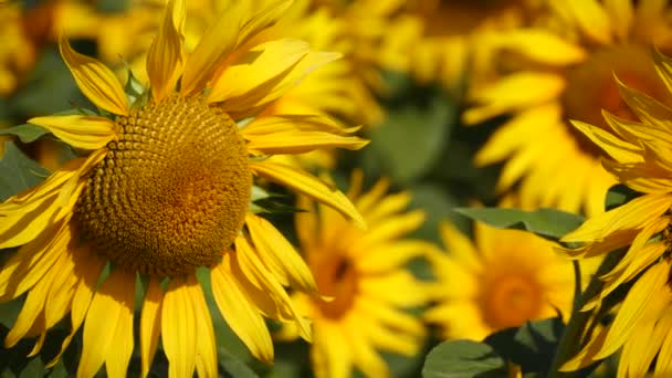 Champ Tournesols Tournesol Jaune Oscillant Fleurs Vidéo Ralenti Été Lumineux — Video