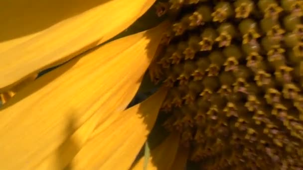 Ηλιοτρόπιο Πεδίο Και Αιωρούμενο Κίτρινο Ηλίανθο Άνθιση Φωτεινό Καλοκαιρινό Βίντεο — Αρχείο Βίντεο