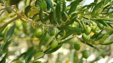 Güneş ışınlarıyla aydınlatılan yeşil zeytinli zeytin ağacı, Akdeniz ikliminde rüzgarda hafifçe sallanıyor, yavaş çekim görüntüleri.