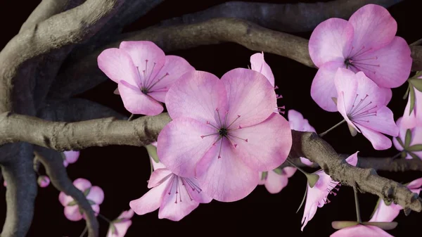 Primeros Planos Flores Rosadas Rama Floreciente Cerezo Con Flores Rosadas —  Fotos de Stock