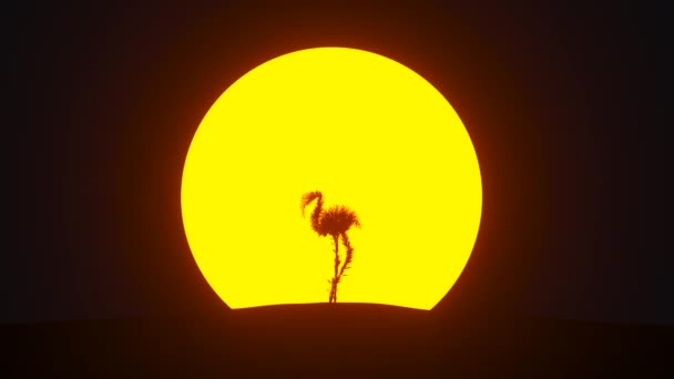 Silhouette Growing Tree Shape Flamingo Eco Concept Rendering — Stock Video