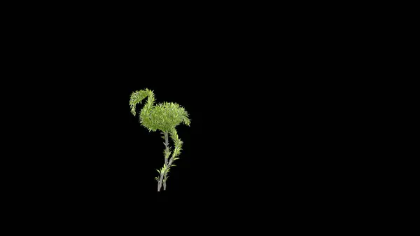 Árbol Crecimiento Forma Flamenco Eco Concepto Renderizado —  Fotos de Stock
