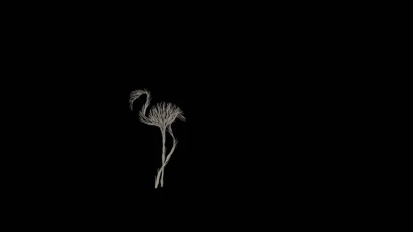 Drzewo Rosnące Kształcie Flaminga Koncepcja Ekologiczna Renderowanie — Zdjęcie stockowe