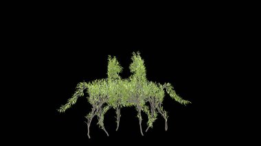 At şeklinde büyüyen bir ağaç. Eko kavramı. 3B görüntüleme.