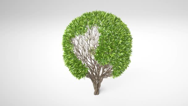 Wachsender Baum Der Mit Blättern Eine Kugelform Bildet Erdbaumkonzept Globe — Stockvideo