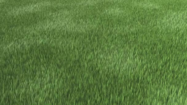 Herbe Venteuse Green Grass Field Animation Rendu — Video