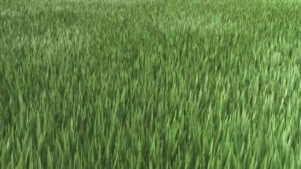 風の草 緑の草原 3Dアニメーション 3Dレンダリング — ストック動画
