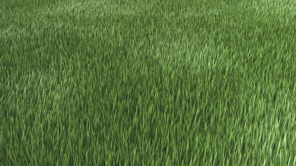 Green Grass Field Illustration Rendering — Stock Photo, Image