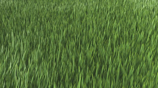 Green Grass field. 3D illustration. 3D rendering.