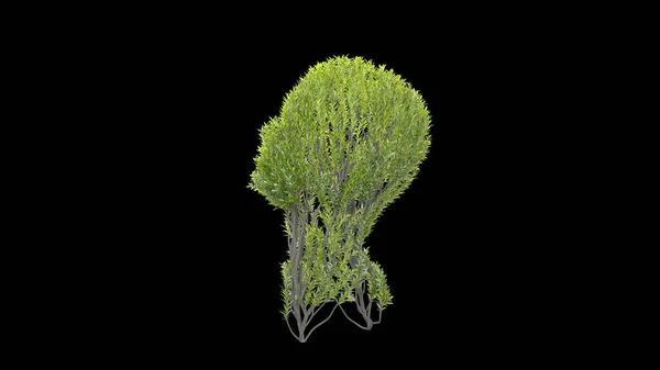 Вирощування Дерева Формі Голови Екологічна Концепція Медична Концепція Візуалізація — стокове фото