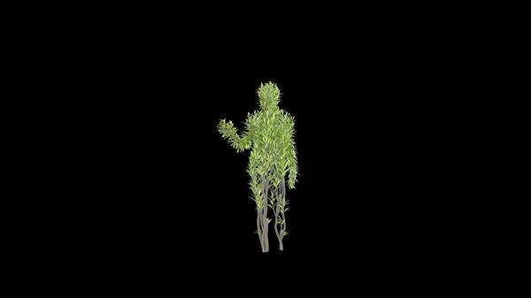 人間の形をした木を育てる エココンセプト 3Dレンダリング — ストック写真