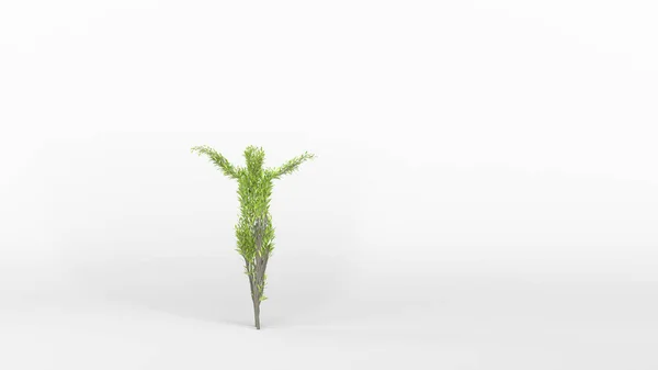 Rostoucí Strom Tvaru Člověka Eco Concept Vykreslování — Stock fotografie