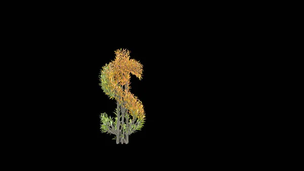 Cultivarea Copacului Într Formă Semn Dolar Redare — Fotografie, imagine de stoc