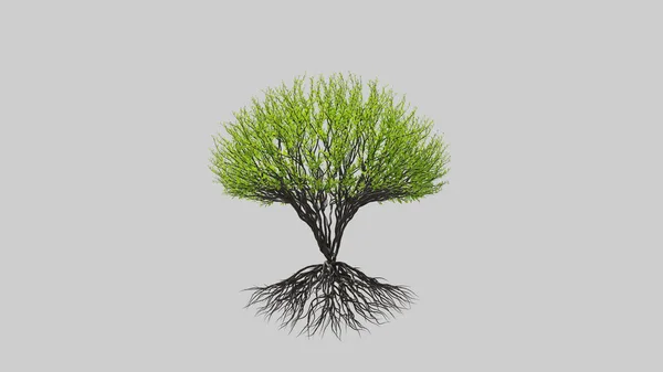 Baum Kugelförmiger Form Saisonaler Übergang Auf Weißem Hintergrund Öko Konzept — Stockfoto