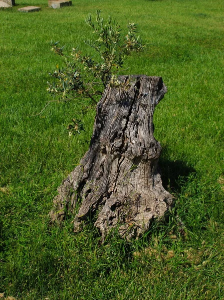公園のオリーブの木の切り株 新しい枝が切り株から成長し始め 木を更新した ポルトガルのBeja — ストック写真