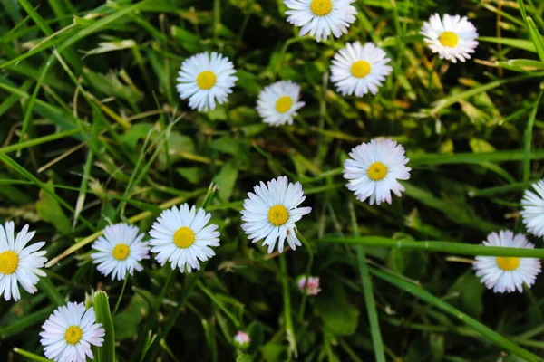 Bellis Perennis Margaridas Grama Flores Brancas Com Centro Amarelo Beja — Fotografia de Stock