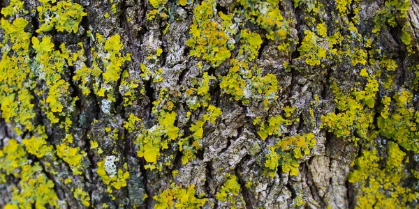 Grzyby Drzewne Żółta Pleśń Krze Drzewa Teksturę Sztandar Beja Portugalia — Zdjęcie stockowe