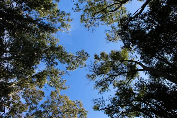 Drzewa Liście Niebo Beja Portugalia — Zdjęcie stockowe